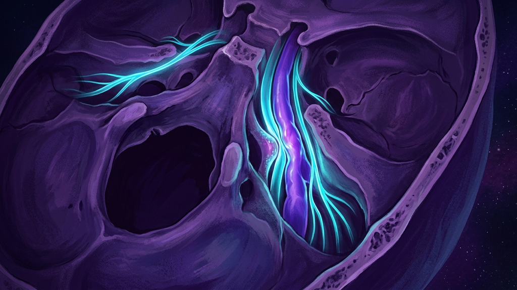 The Jugular Foramen Bottleneck: The Skull Opening Where the Vagus Gets Choked